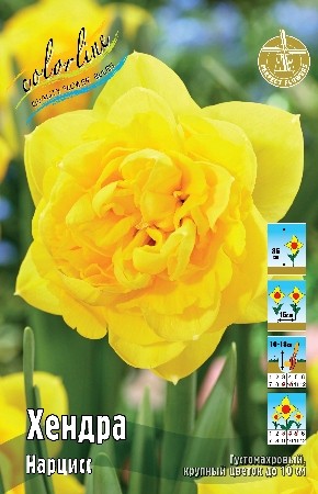 Нарцисс Хендра Narcissus Hendra 12/14 5шт 