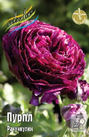 Ранункулюс Пурпл Ranunculus Purple 6/7 10шт, капер, Колорлайн
