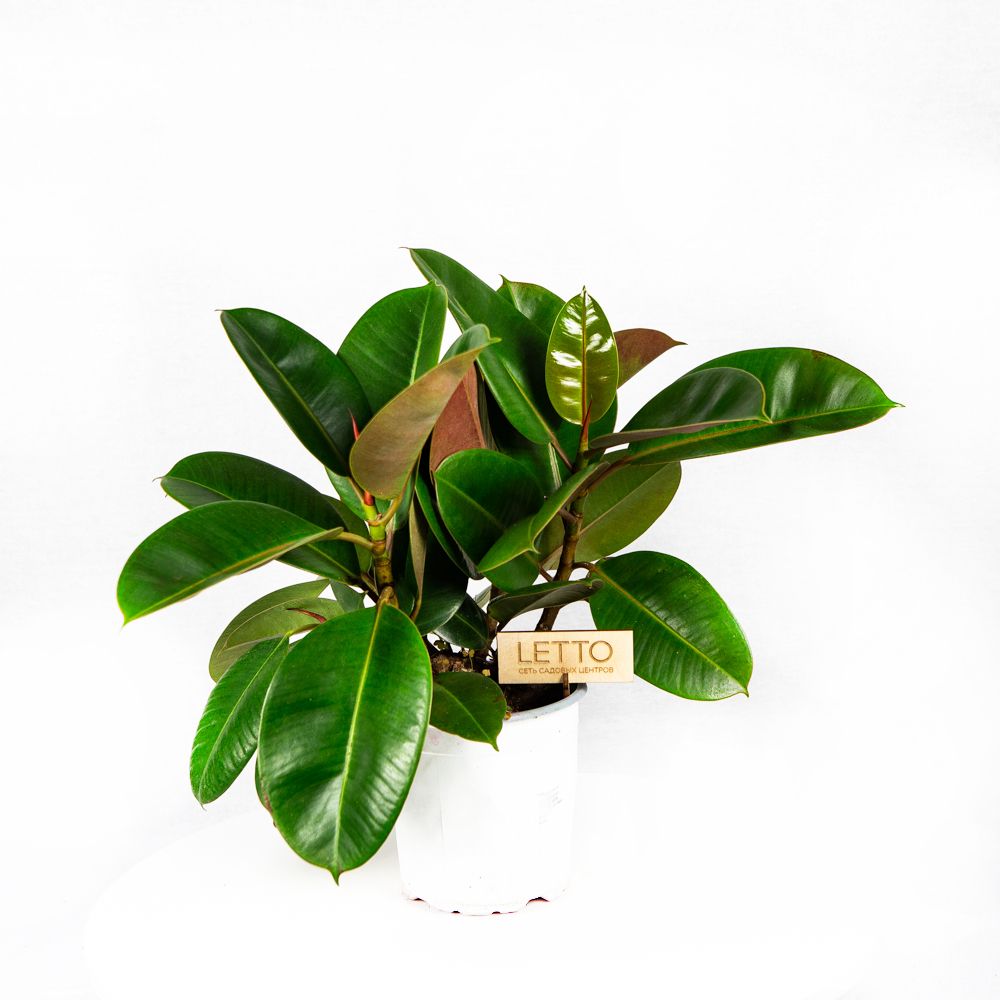 Фикус каучуконосный Робуста Ficus elastica Robusta 60-80/17 — комнатное ...