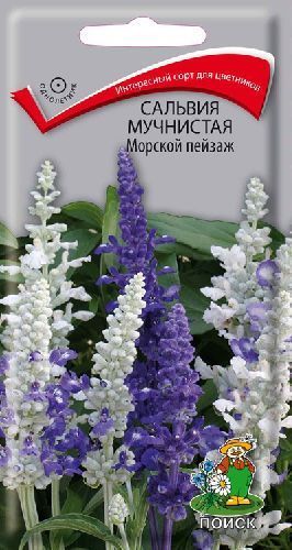 Сальвия Морской пейзаж мучнистая, семена Поиск 10шт