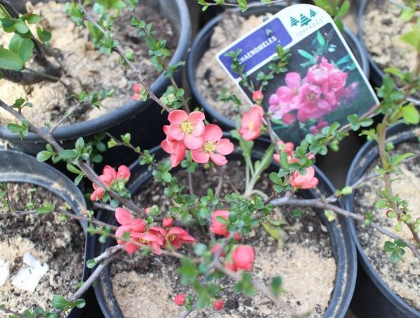 Чем полезен Хеномелес или японская айва?