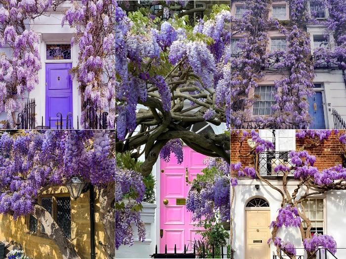 Дни любования глицинией длятся не долго, но очень ярко!