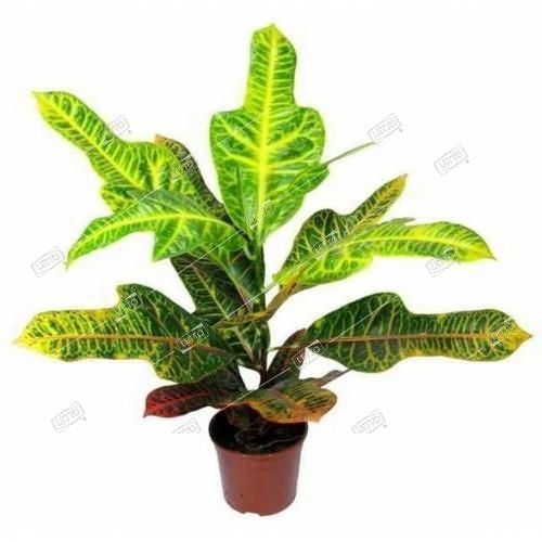 Кодиеум Экселент Codiaeum Excellent 110/30 — комнатное растение купить ...