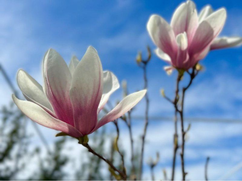 Что помогает от вредителей сада