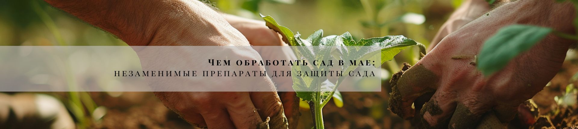 Чем обработать сад в мае Чем обработать сад в мае