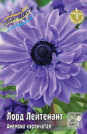 Анемона Лорд Лейтенант Anemone Lord Lieutenant 6/7 5шт, капер, Колорлайн