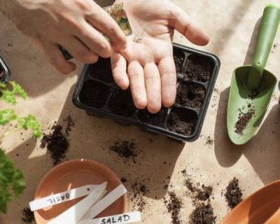 Какие цветы и овощи сеять в феврале?