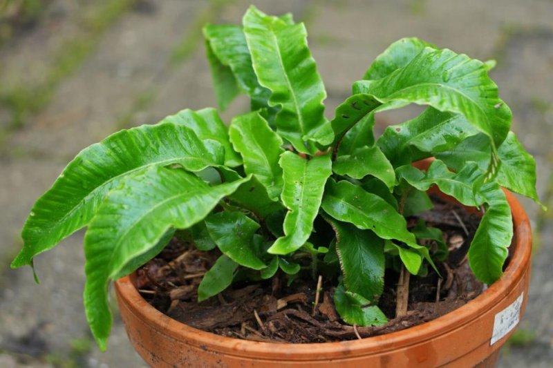 Асплениум: зеленый друг для вашего дома 