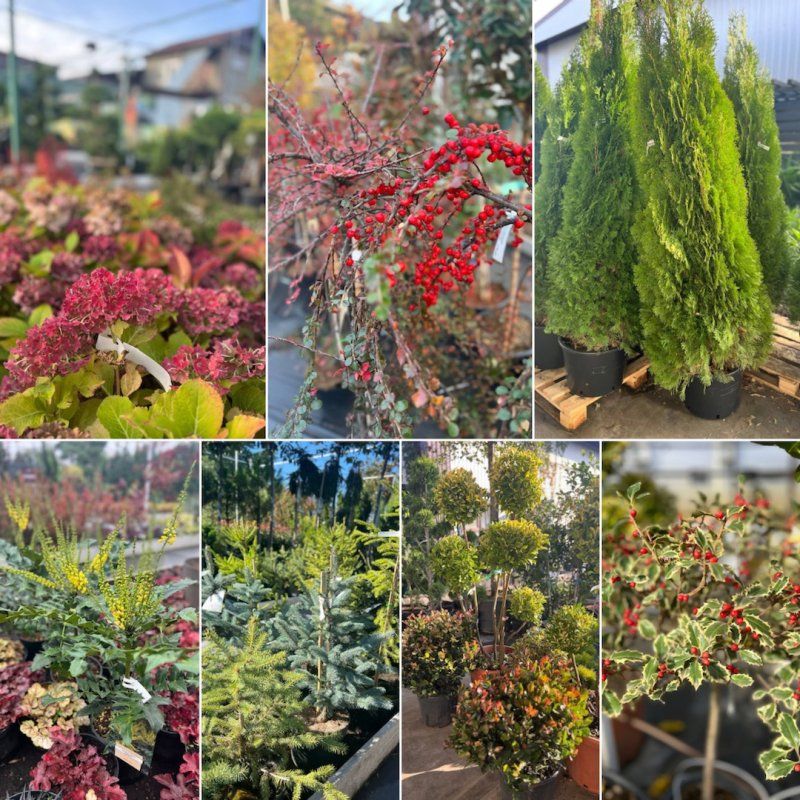 Зима может быть яркой с такими растениями