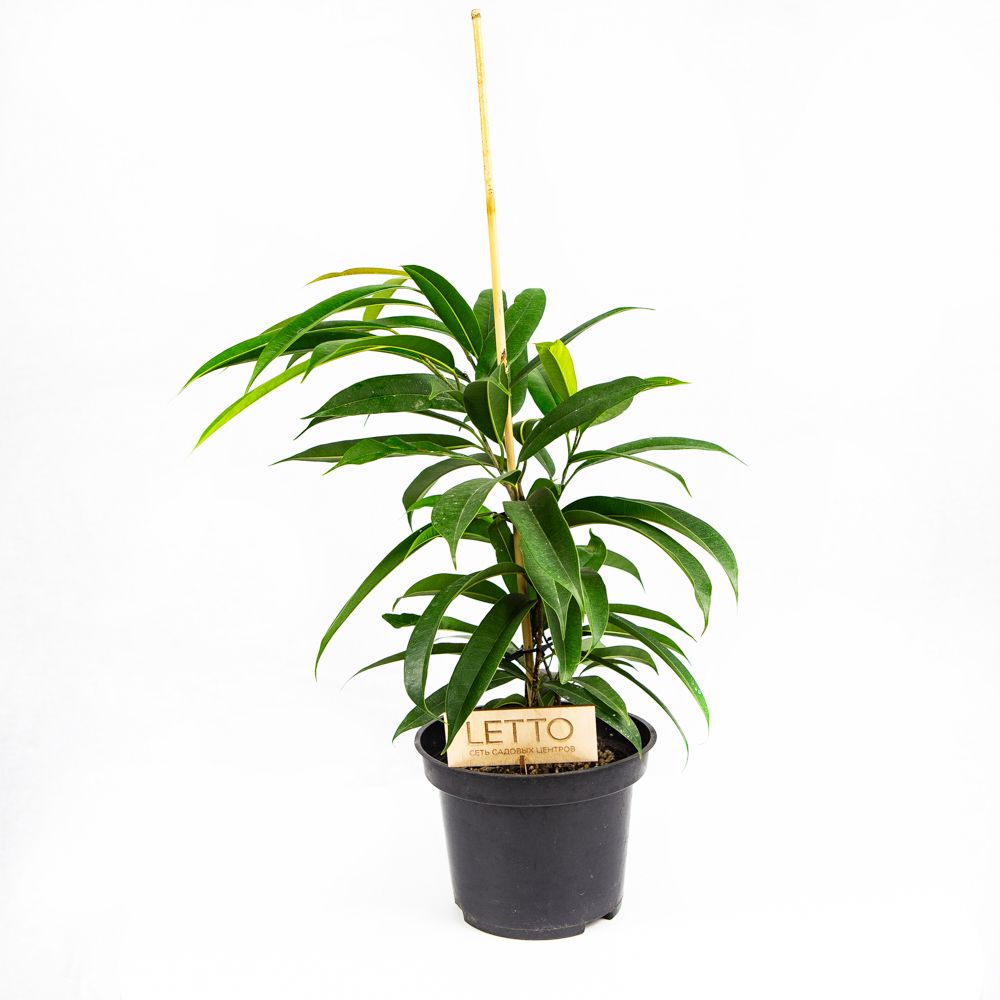Фикус микс Ficus mix с1 — комнатное растение купить в интернет-магазине ...