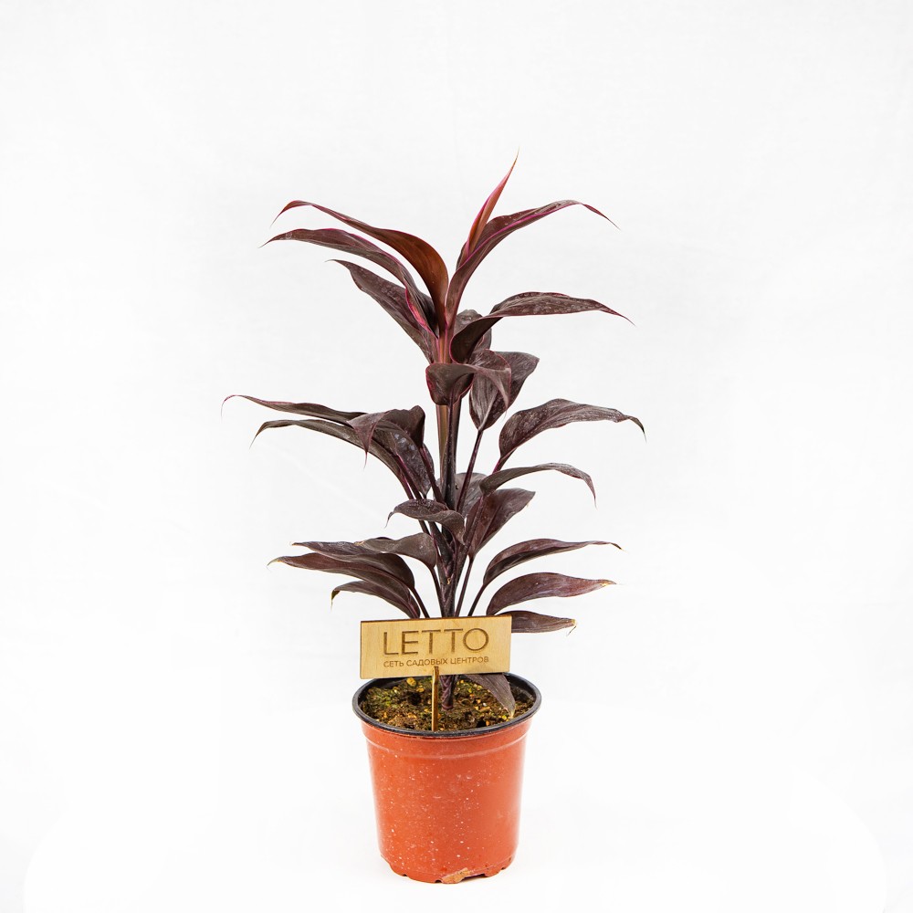 Кордилина кустарниковая Мамбо Cordyline fruticosa Mambo /13 — комнатное ...