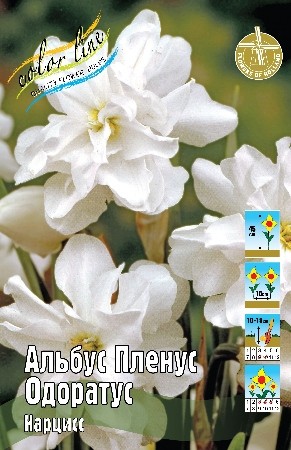 Нарцисс Альбус Пленус Одоратус Narcissus Albus Plenus Odoratus 12/14 3шт, капер, Колорлайн