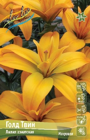 Лилия Голд Твин Lilium Gold Twin 12/14 1шт, капер, Колорлайн