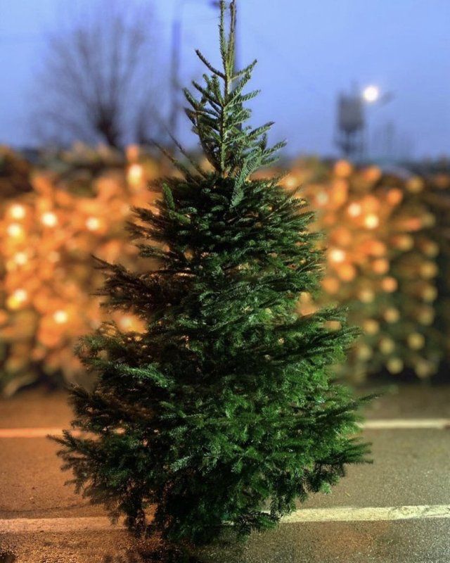 ​​Как правильно выбрать новогоднюю ёлку