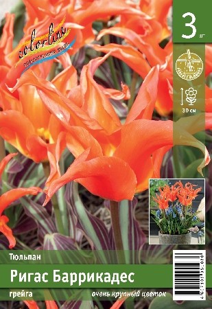 Тюльпан Ригас Баррикадес Tulipa Rigas Baricades 11/12 3шт, капер, Колорлайн