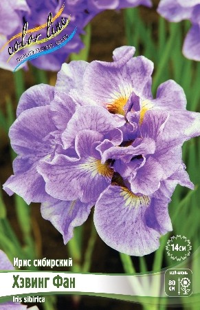 Ирис сибирский Хэвинг Фан Iris sibirica Having Fun I 1шт, капер, Колорлайн