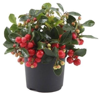 Гаультерия лежачая Big Berry 20/12 Gaultheria procumbens Big Berry (Н ...