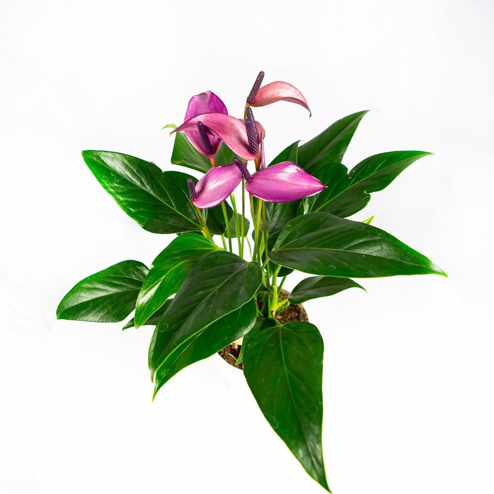 Антуриум Зизу Anthurium Zizou 40/12 — комнатное растение купить в ...