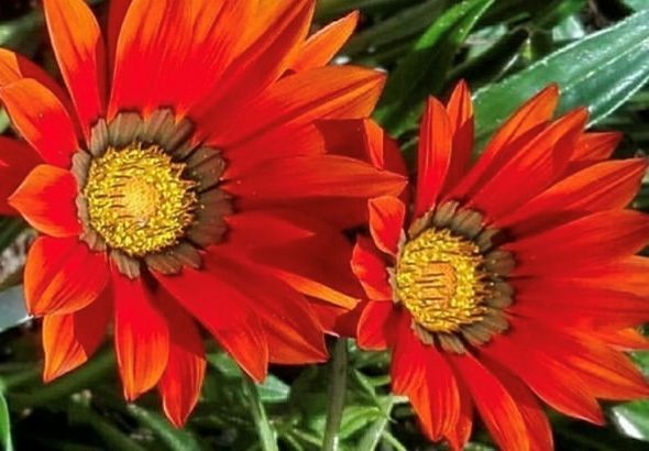 Гацания-находка для сада!