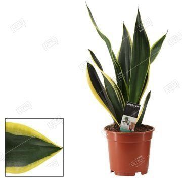 grnpflanze zimmerpflanze Ficus Benghalensis Zimmerpflanze 200cm online kaufen