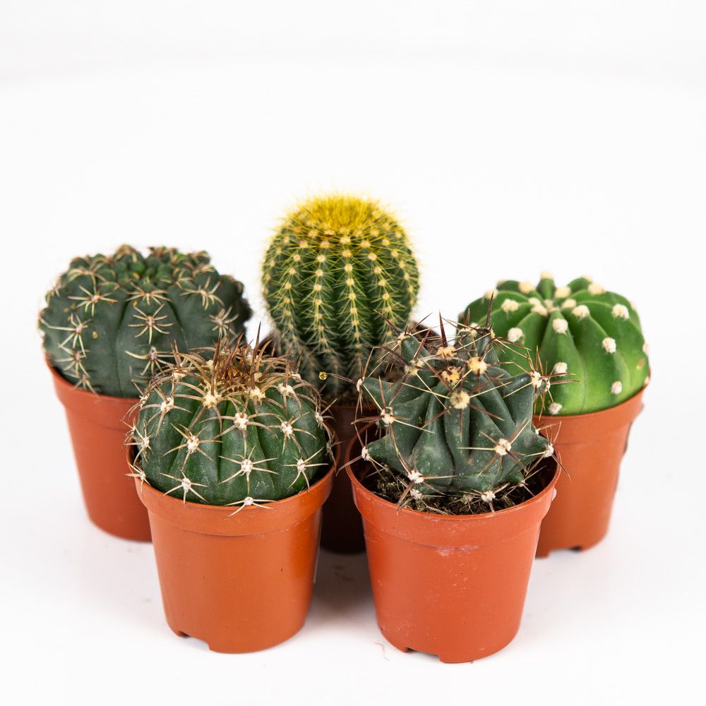 Кактус шар микс Cactus boll mix 8/5,5 — комнатное растение купить в ...