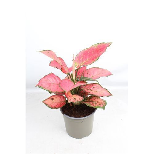 Аглаонема Сан Стар Aglaonema Sun Star 50/17 — комнатное растение купить ...