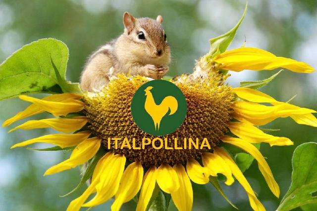 Природа, здравствуй! ITALPOLLINA уже в LETTO! Природа, здравствуй! ITALPOLLINA уже в LETTO!