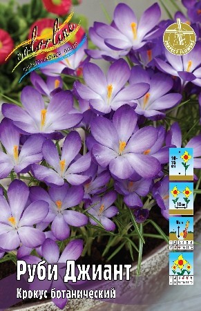 Крокус Руби Джиант Crocus Ruby Giant 5/+ 5шт, капер, Колорлайн