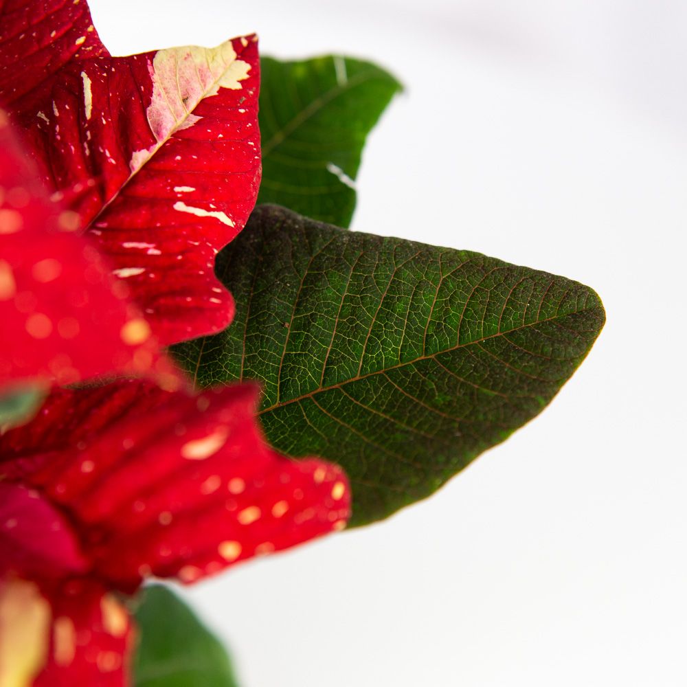 Пуансеттия Euphorbia pulcherrima /13 h 30-35см — комнатное растение ...