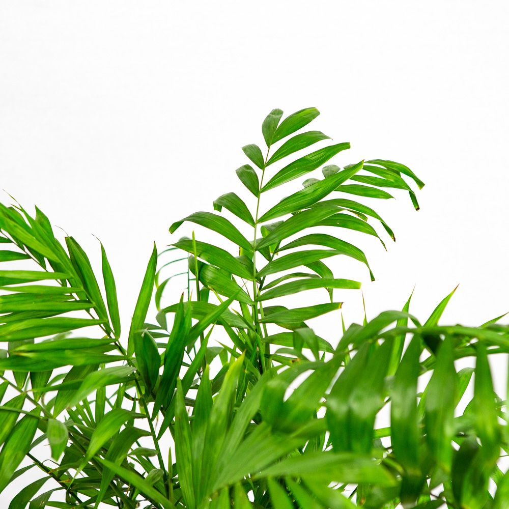 Хамедорея изящная Chamaedorea elegans 80/18 — комнатное растение купить ...
