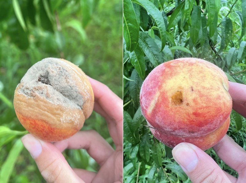 Гнилые и поеденные персики на дереве: что это такое и как с этим бороться?