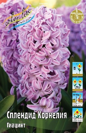 Гиацинт Сплендид Корнелия Hyacinthus Splendid Cornelia 14/15 3шт, капер, Колорлайн