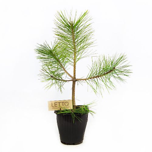 Сосна черная австрийская Pinus nigra austriaca 2л (К)