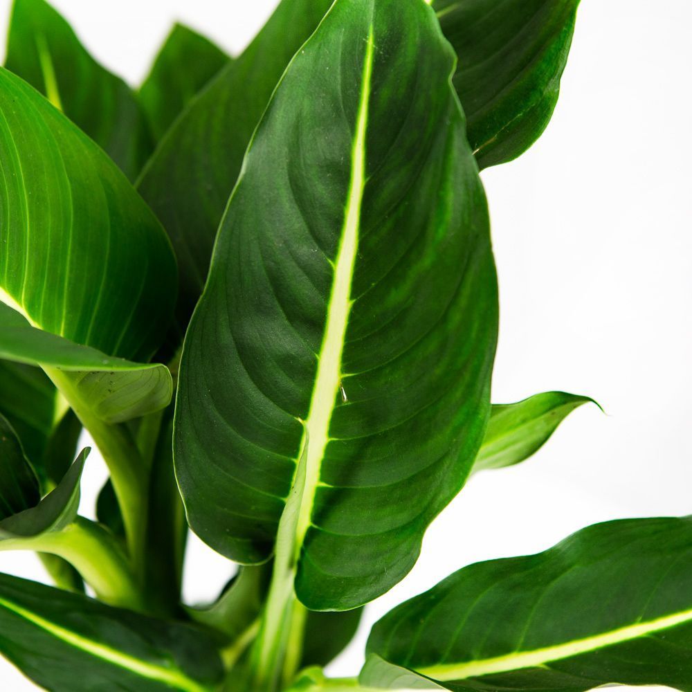 Диффенбахия Грин Мэджик Dieffenbachia Green Magic 40/12 — комнатное ...