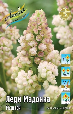 Мускари Леди Мадонна Muscari Lady Madonna 8/9 10шт, капер, Колорлайн