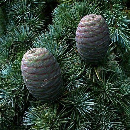 Кедр атласский Cedrus atlantica Glauca с55 175/200 (И)