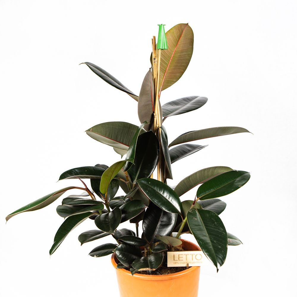 Фикус каучуконосный Абиджан 3 ствола Ficus elastica Abidjan 3 pp 70/24 ...