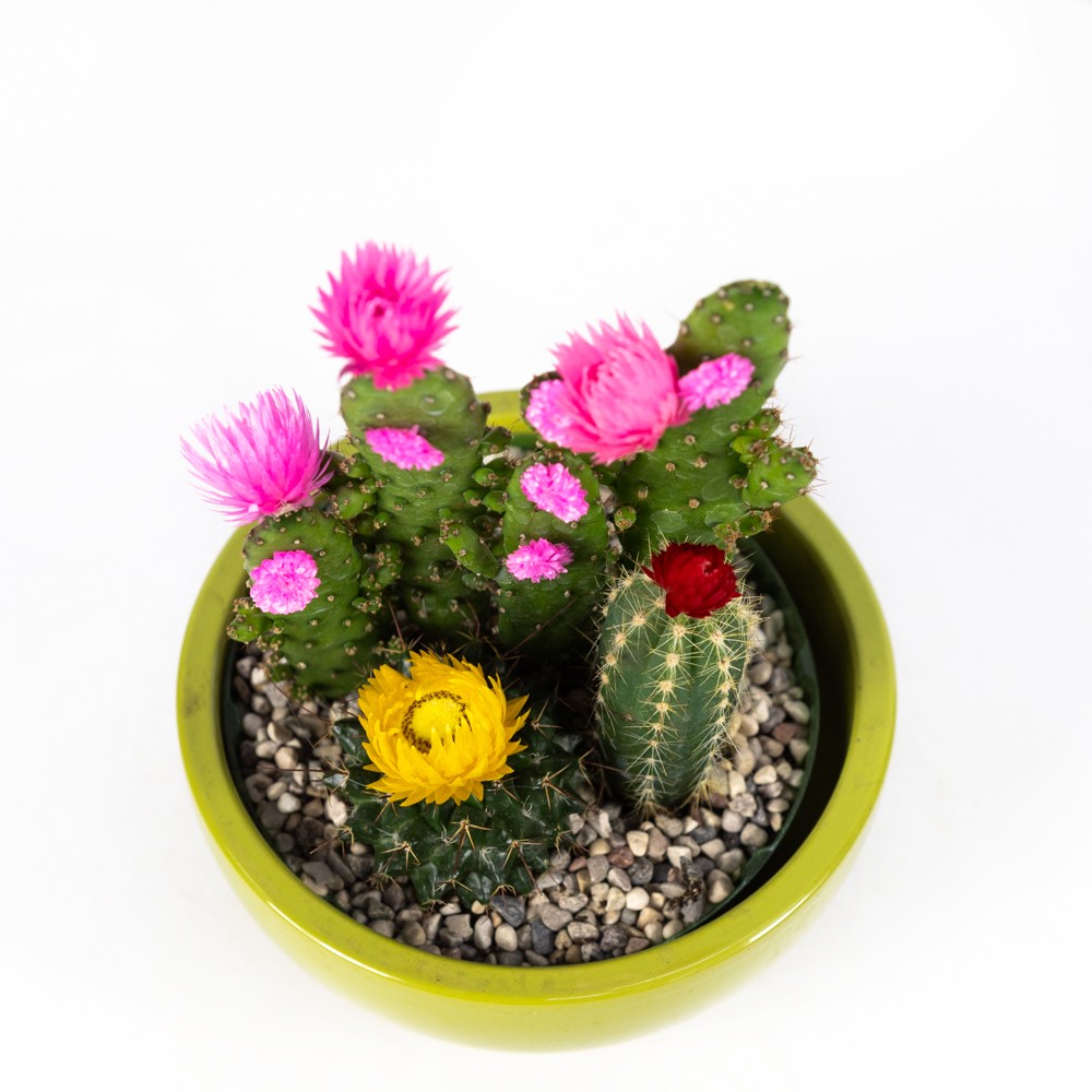 Cactus canarias mix 22/15       -