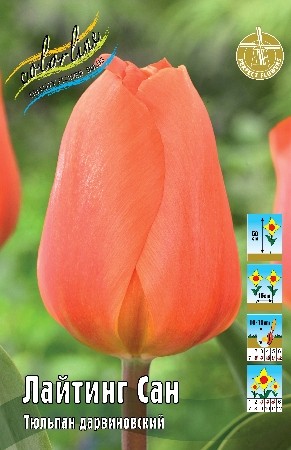 Тюльпан Лайтинг Сан Tulipa Lighting Sun 11/12 3шт, капер, Колорлайн