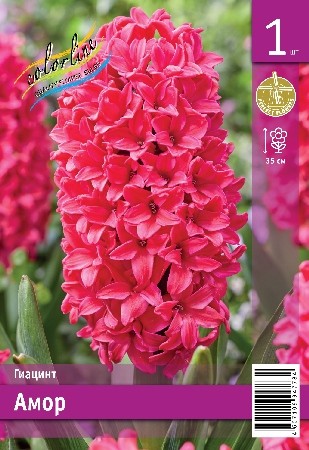 Гиацинт Амор Hyacinth Amore 14/15 3шт, капер, Коллорлайн