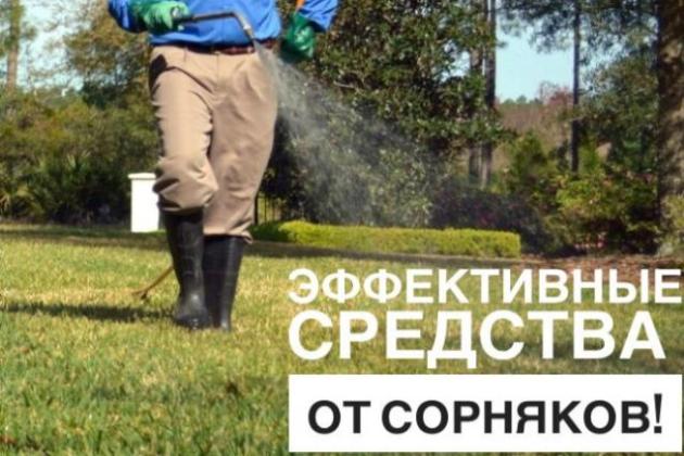 СОРНЯКИ НА УЧАСТКЕ. Что делать?