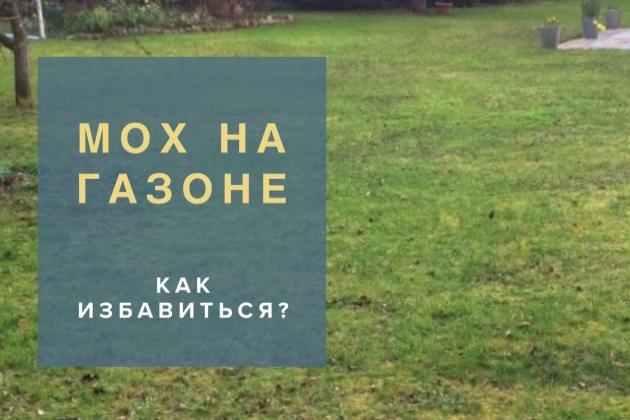 Как избавиться от мха на газоне? Как избавиться от мха на газоне?