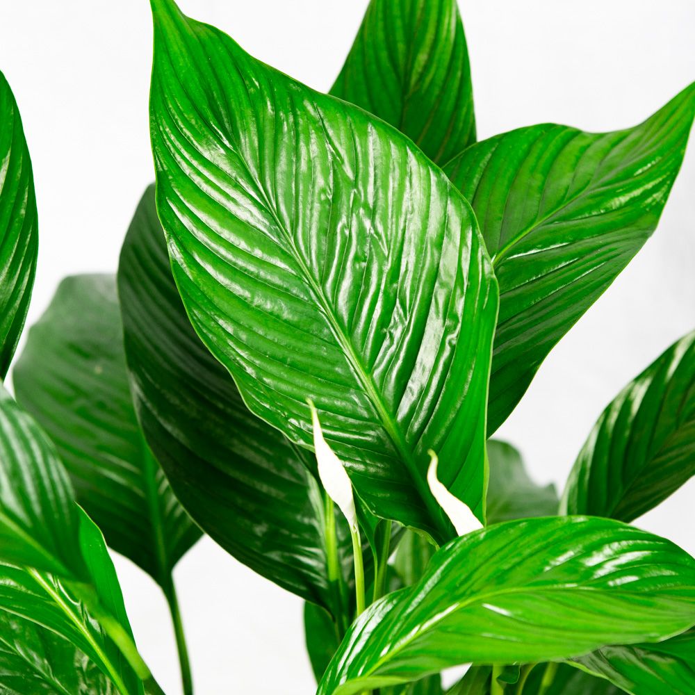 Спатифиллум Свит Лауретта Spathiphyllum Sweet Lauretta 100/24 ...