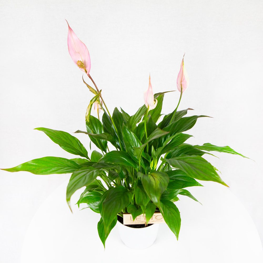 Спатифиллум Беллини Spathiphyllum Bellini 45/13 — комнатное растение ...