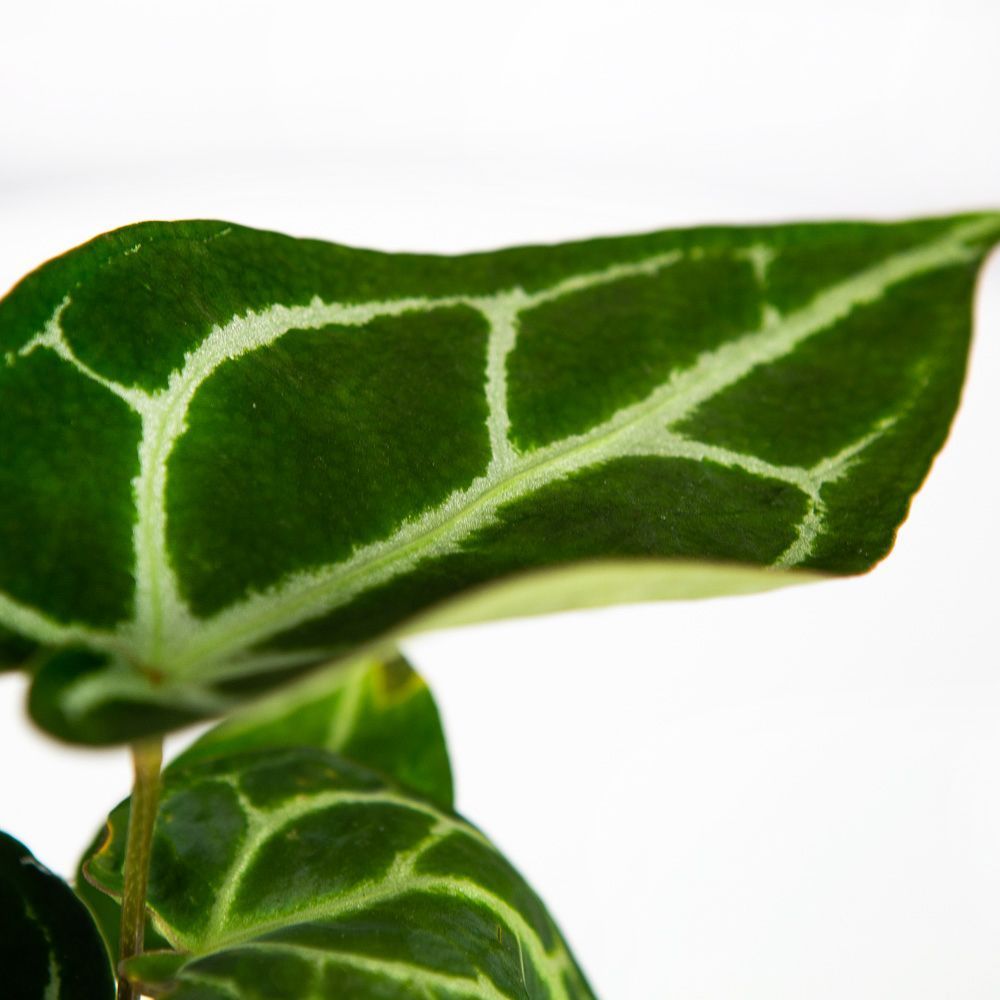 Антуриум хрустальный Anthurium crystallinum 35/12 — комнатное растение ...