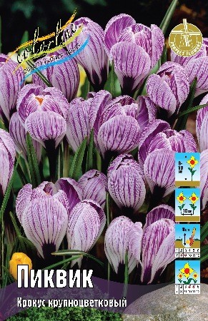 Крокус Пиквик Crocus Pickwick 7/8 5шт, капер, Колорлайн
