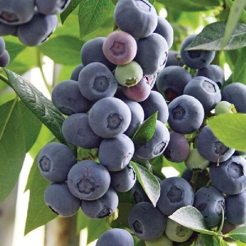 Голубика Легаси, контейнер 15л