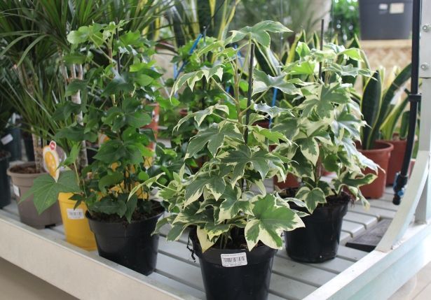 Фатсхедера-красивейшая лиана у Вас дома.