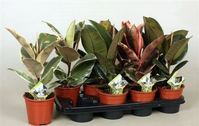 Фикус микс Ficus mix /13 — комнатное растение купить в интернет ...