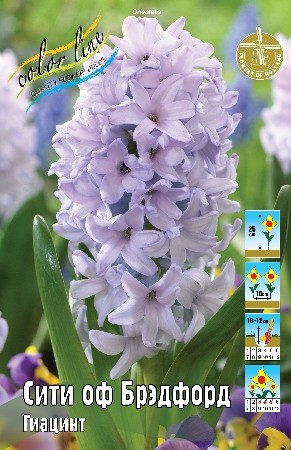 Гиацинт Сити оф Брэдфорд Hyacinth City of Bradford 14/15 3шт, капер, Колорлайн